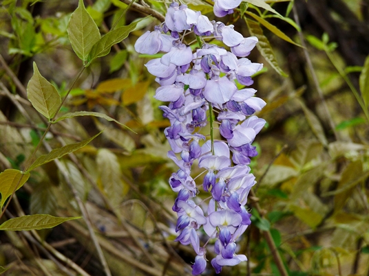 {Wisteria sinensis}